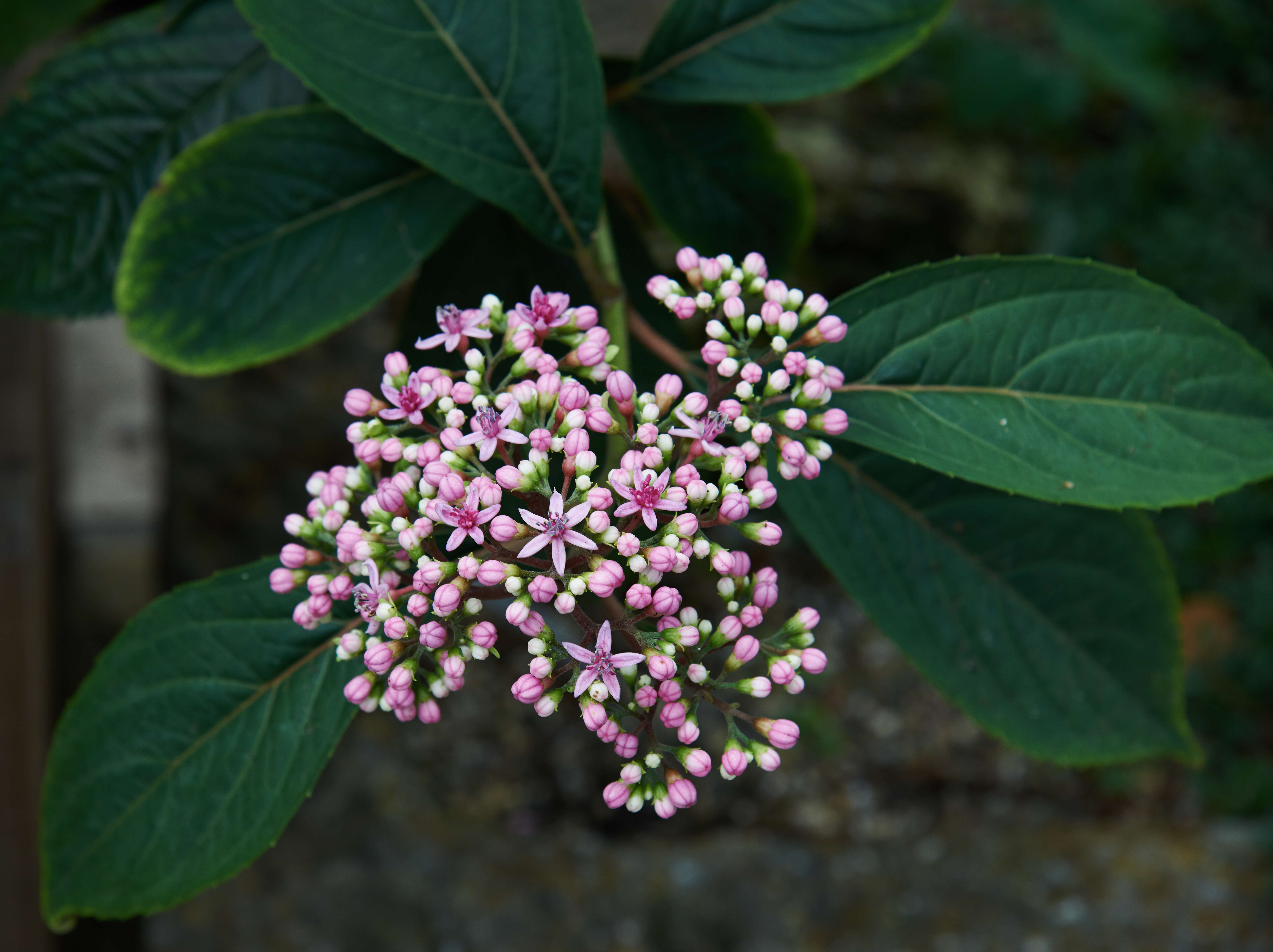 Image of Hydrangea febrifuga (Lour.) Y. De Smet & Granados