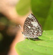 Image of Arhopala ammonides (Doherty 1891)