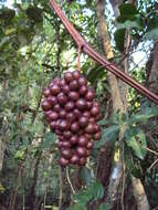 Image of Ampelocissus latifolia (Roxb.) Planch.