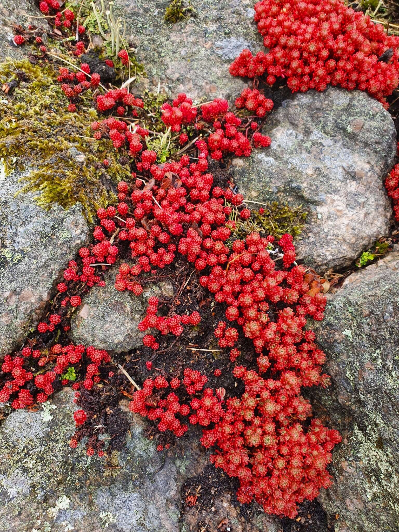 Image of Sedum lydium Boiss.