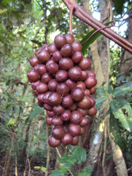 Image of Ampelocissus latifolia (Roxb.) Planch.