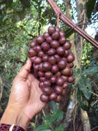 Image of Ampelocissus latifolia (Roxb.) Planch.