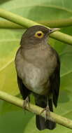 Image of Spectacled Thrush