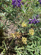 Image of Great Basin desertparsley