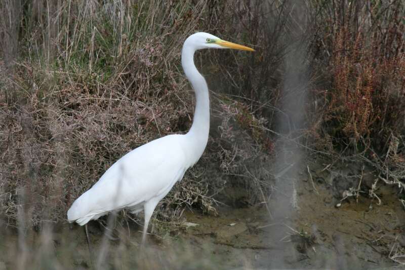 Image of Great Egret