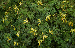 Imagem de Pseudofumaria lutea (L.) Borkh.