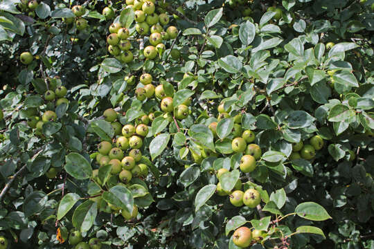 Imagem de Malus sylvestris Mill.