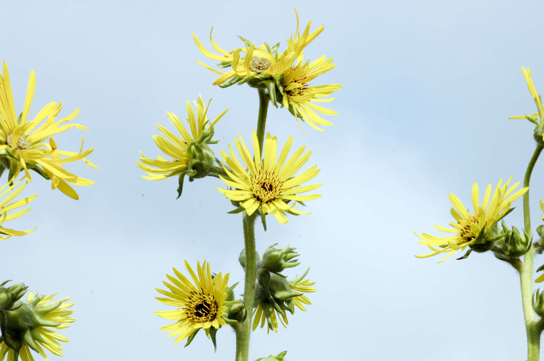 Silphium laciniatum L. resmi