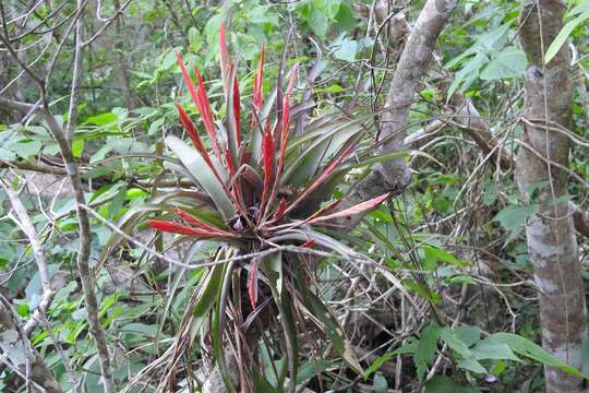 Image of Tillandsia flabellata Baker