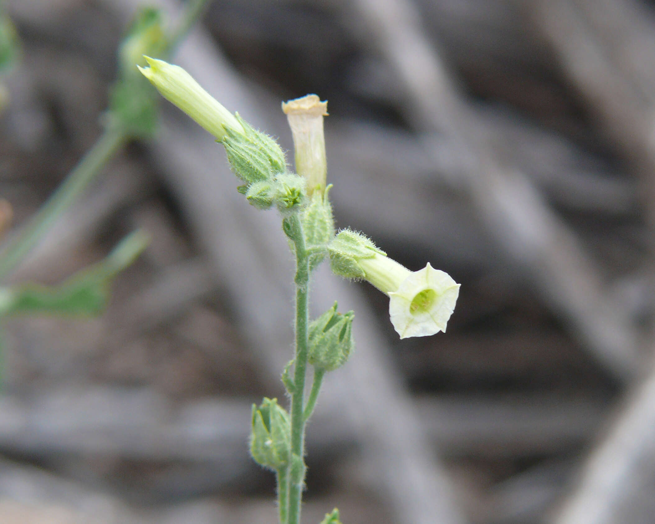 Image of desert tobacco,