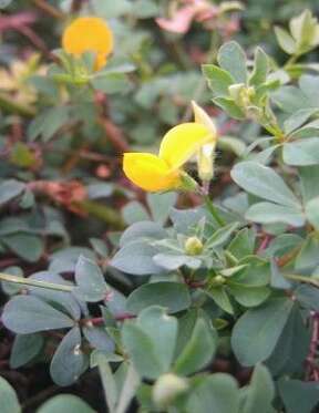 Image of Common Bird's-foot-trefoil