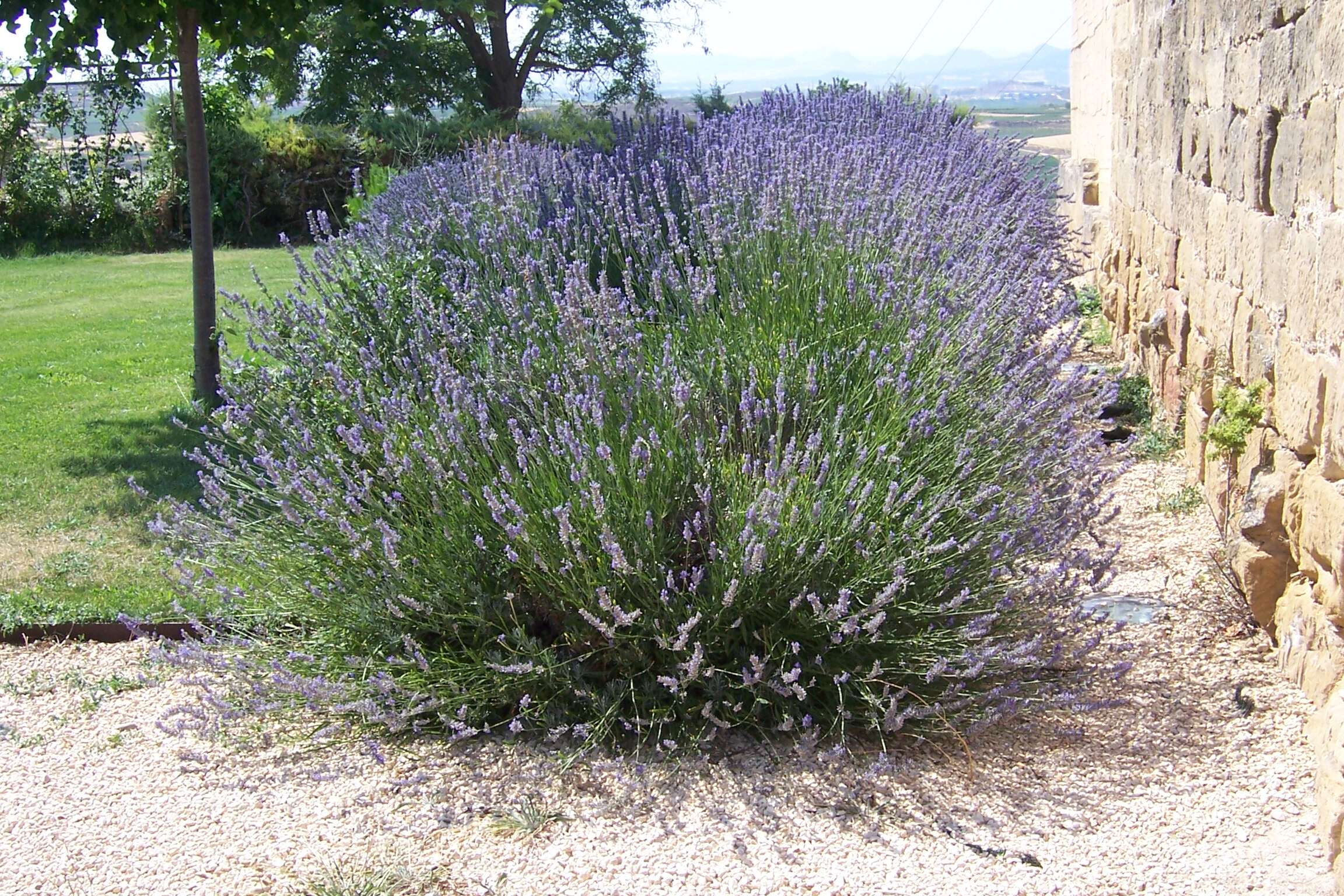 Image of Spike Lavendar