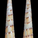 Image of Myurella pertusa (Born 1778)