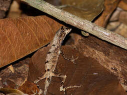 Image of Anolis chrysolepis Duméril & Bibron 1837