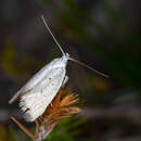 Image de Thalerotricha mylicella Meyrick 1884