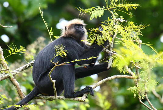 Image of Black Leaf Monkey