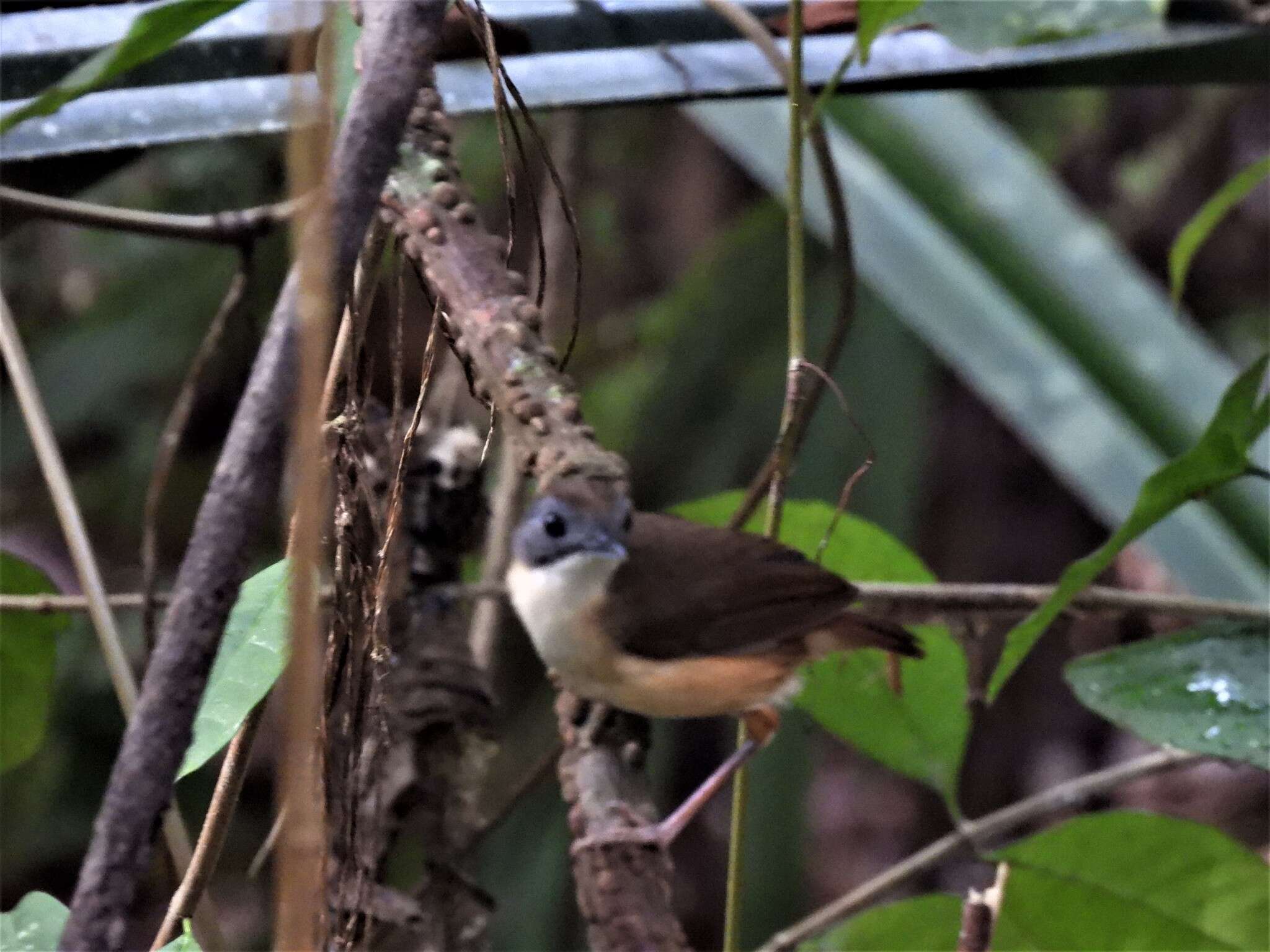 Image of Short-tailed Babbler