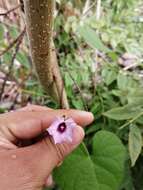 Image de Ipomoea leucantha Jacq.