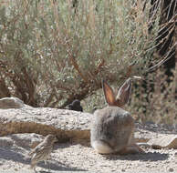 Imagem de Sylvilagus audubonii (Baird 1858)