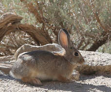 Imagem de Sylvilagus audubonii (Baird 1858)