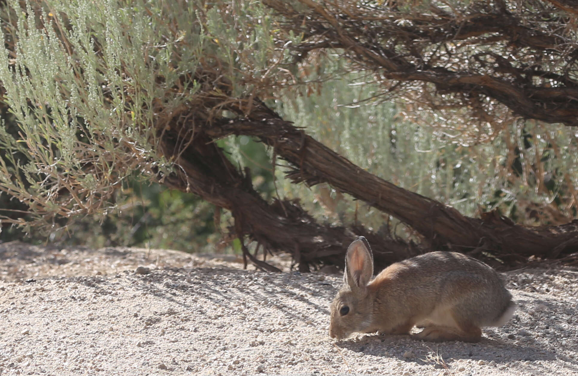 Imagem de Sylvilagus audubonii (Baird 1858)