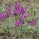 Image of purple locoweed
