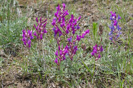 Plancia ëd Oxytropis lambertii var. lambertii