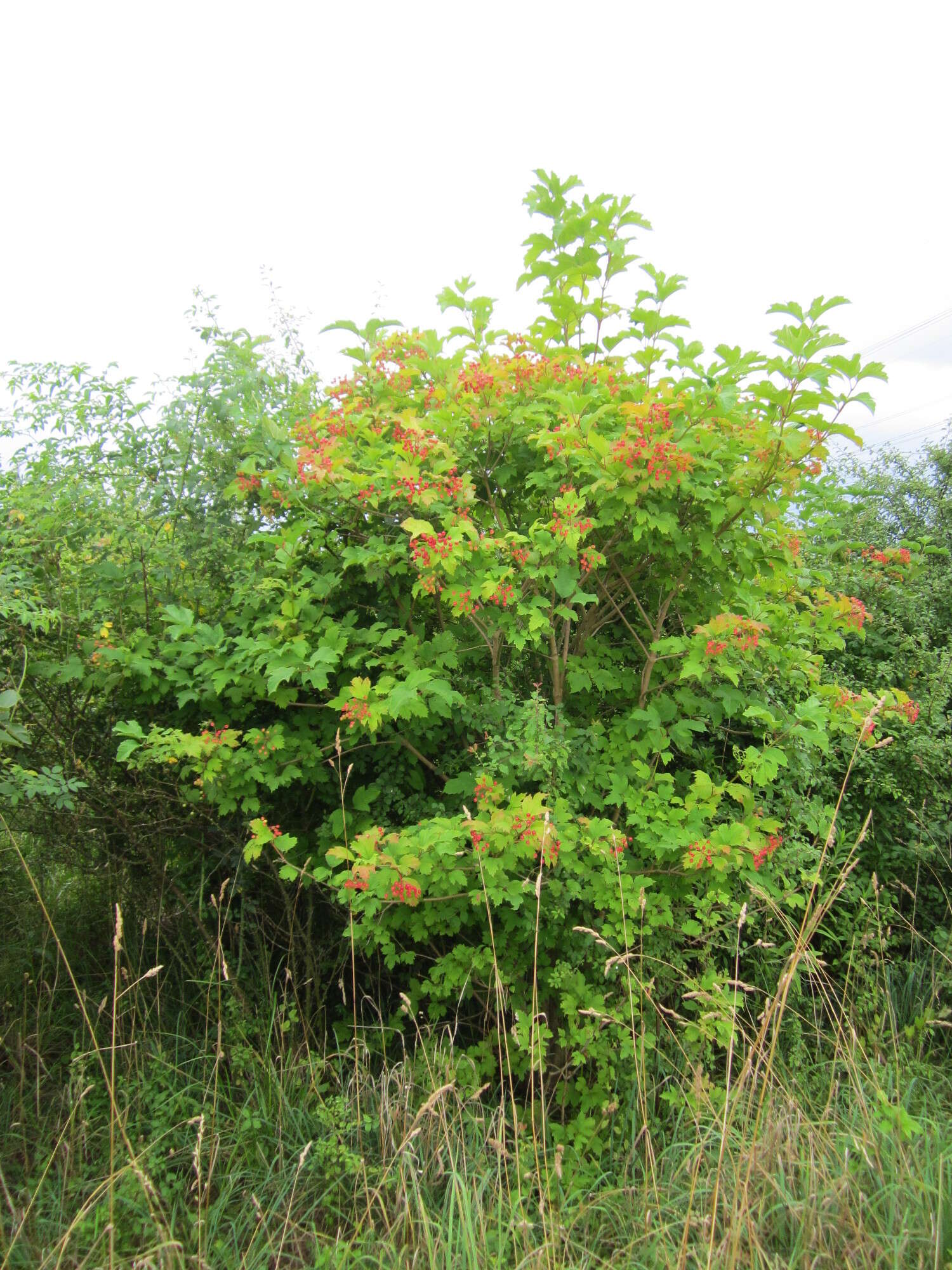 Imagem de Viburnum opulus L.