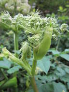 Image of wild angelica