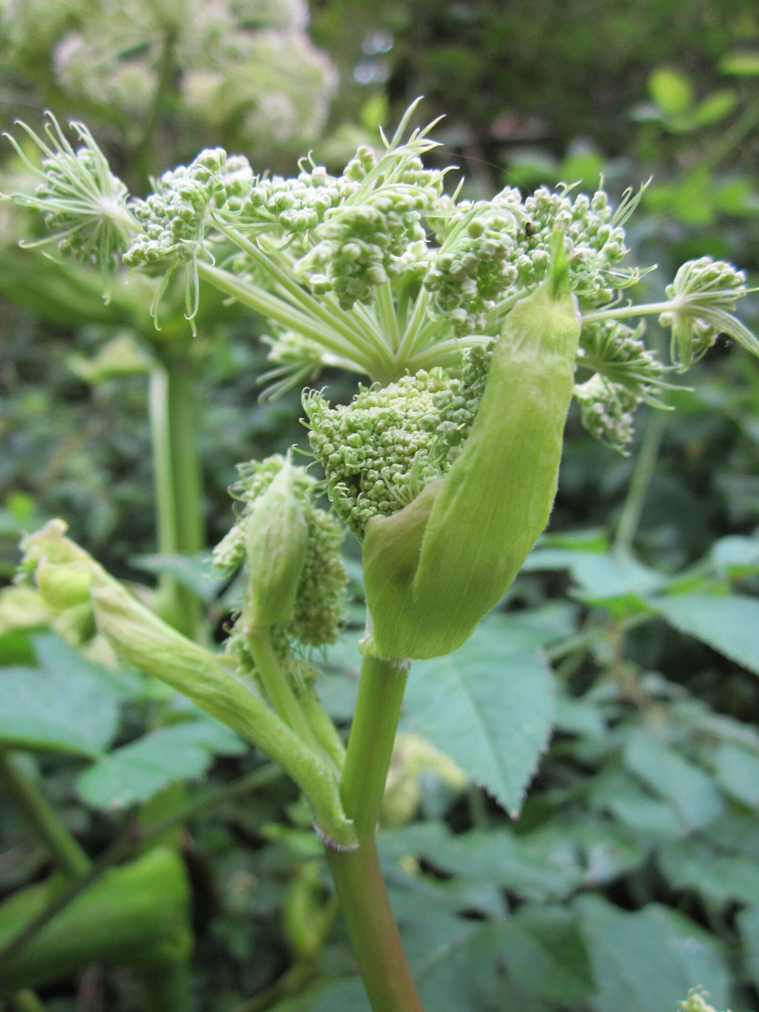 Image of wild angelica