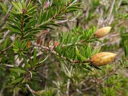 Sivun Callistemon viridiflorus (Sieber ex Sims) Sweet kuva