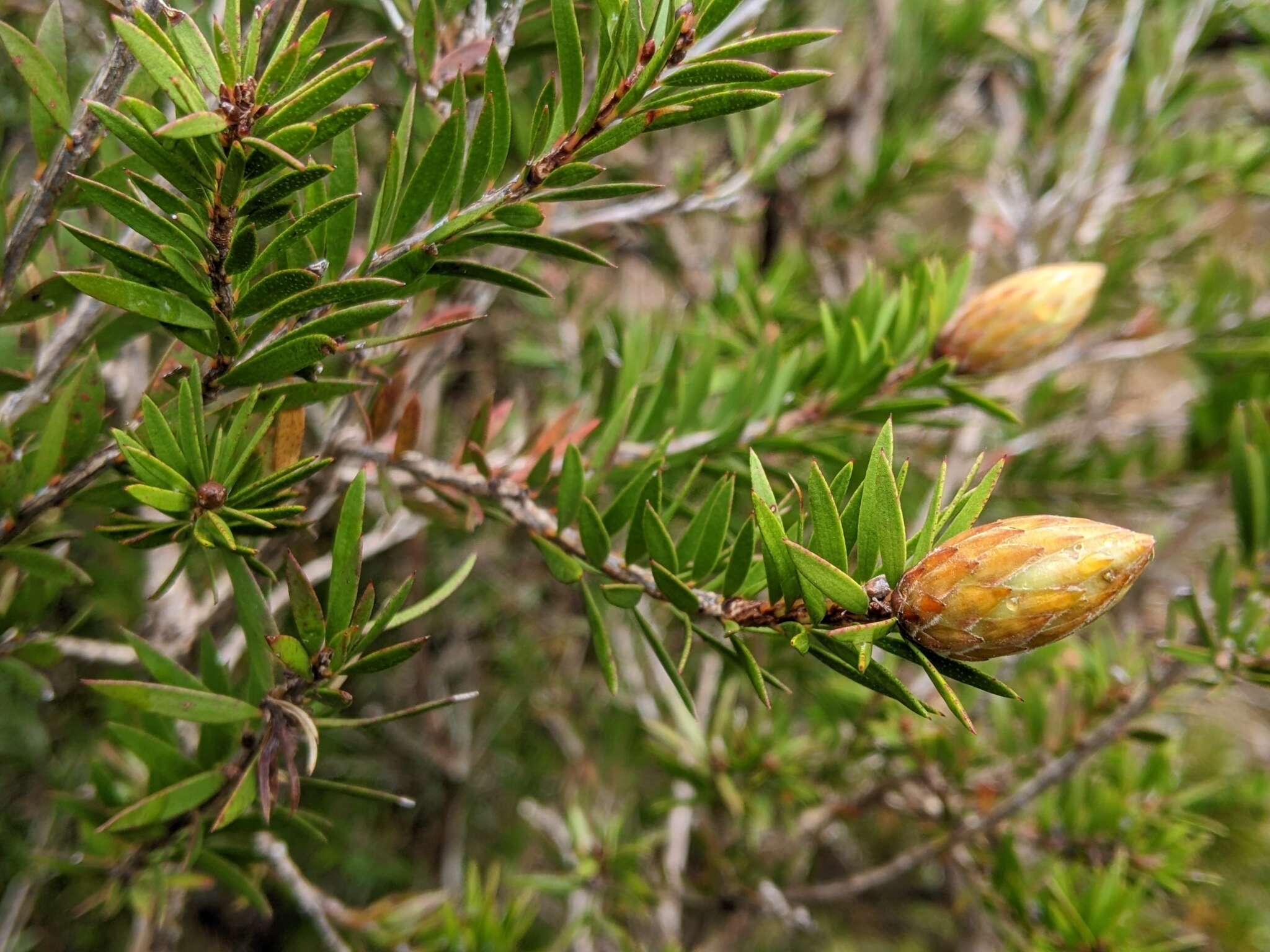 Sivun Callistemon viridiflorus (Sieber ex Sims) Sweet kuva