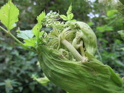 Image of wild angelica