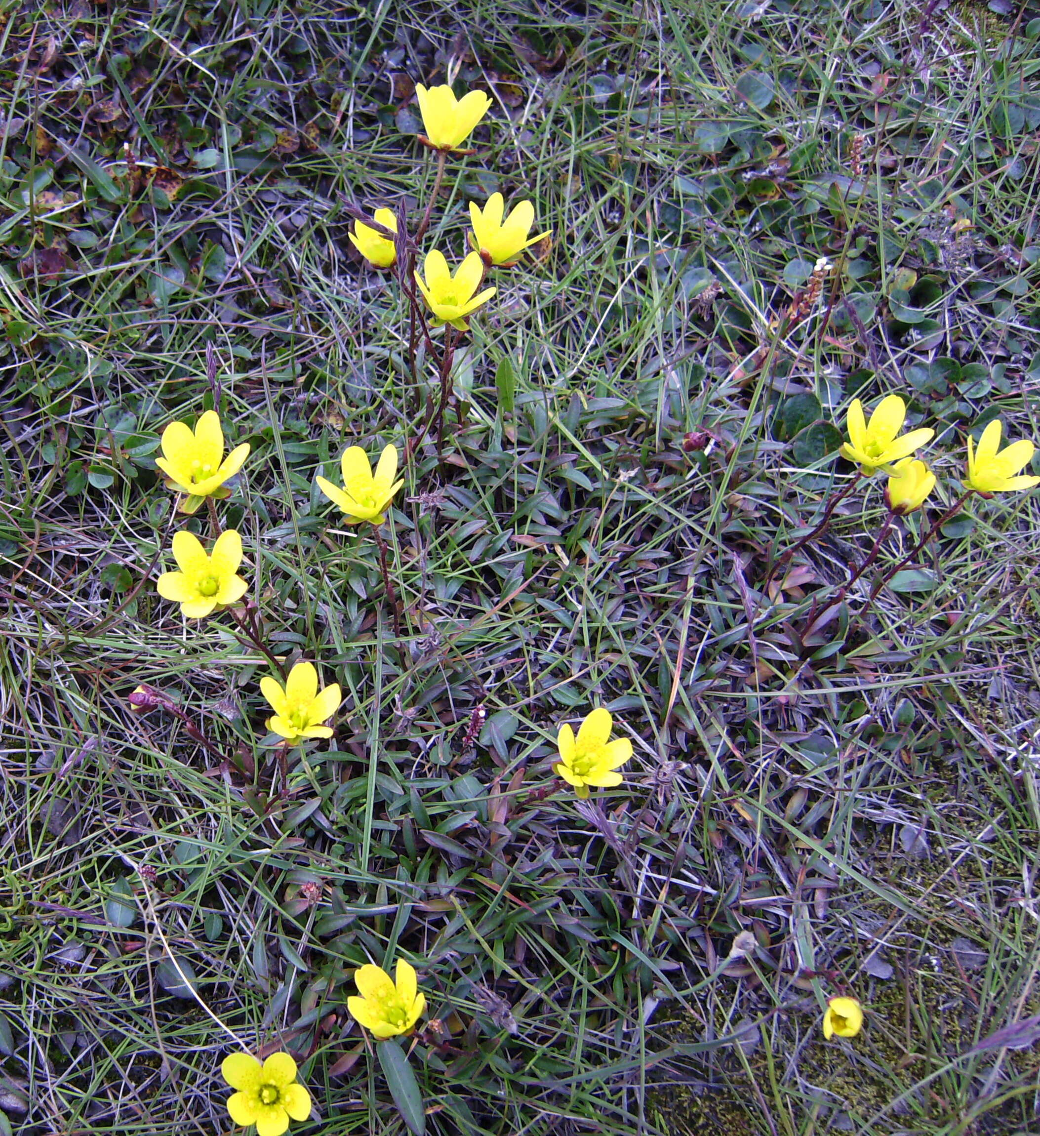 Слика од Saxifraga hirculus L.