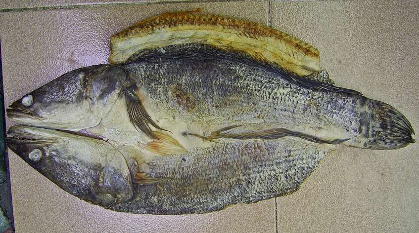 Image of Giant Snakehead