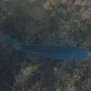 Image of Blacksmith Chromis