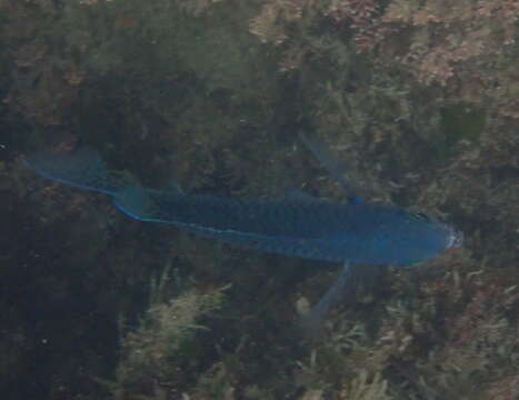 Image of Blacksmith Chromis