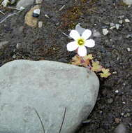 Plancia ëd Saxifraga cernua L.