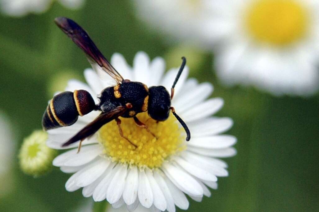 Image of Cyrtolabulus mutinensis Gusenleitner 2006