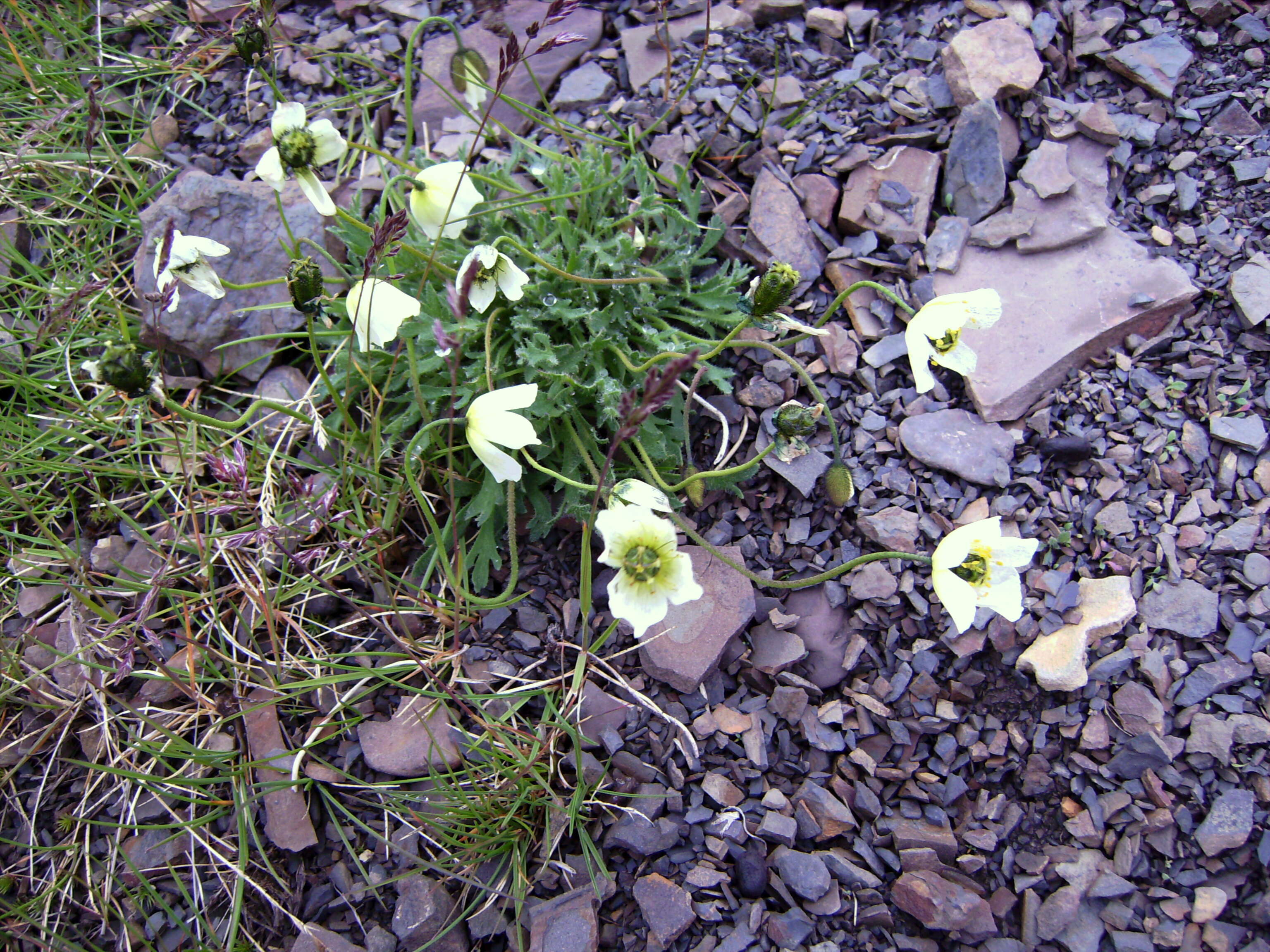 صورة Papaver radicatum subsp. polare Tolm.