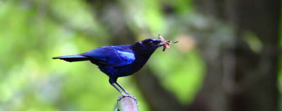 Image of Malabar Whistling Thrush