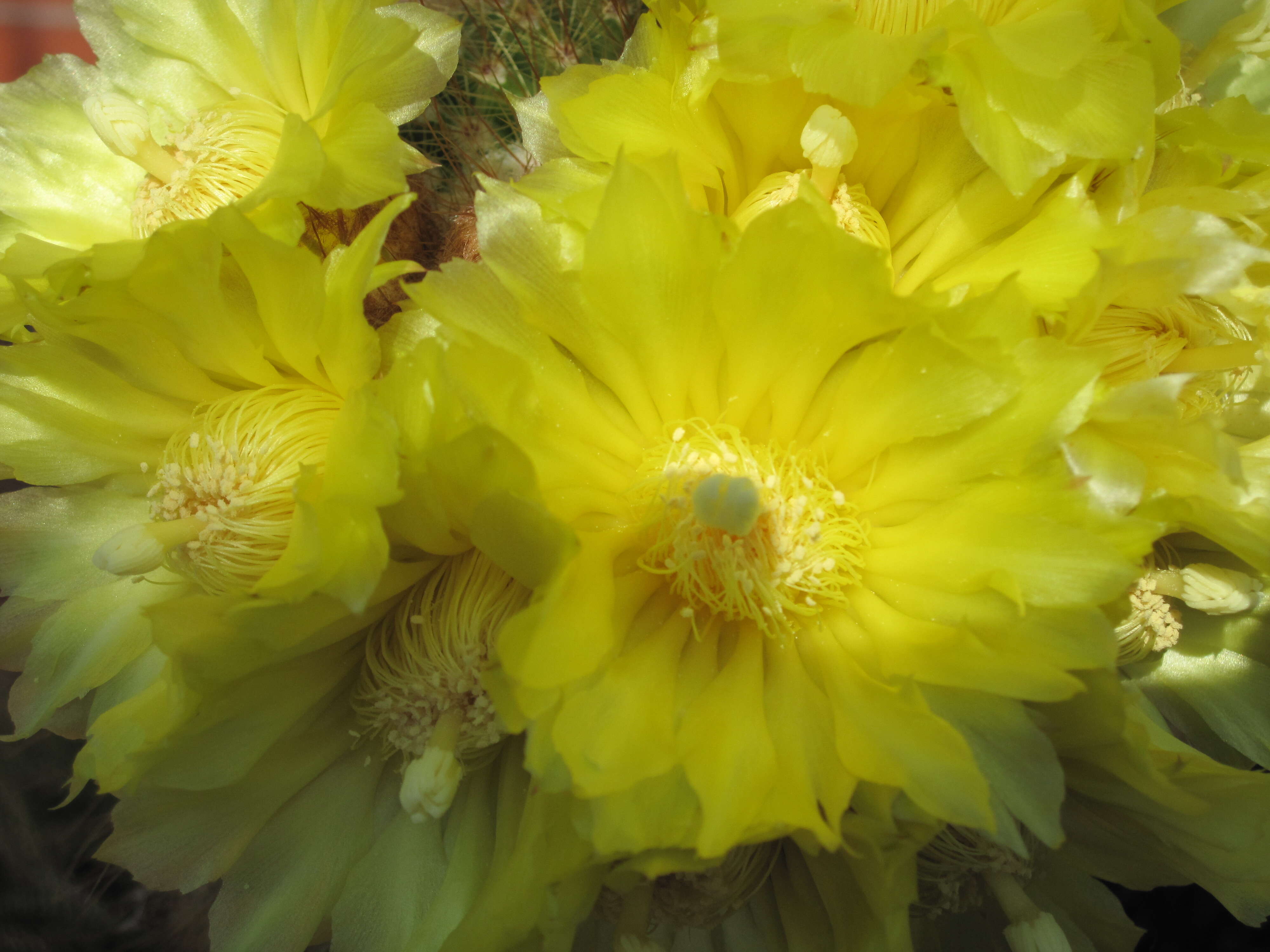 Image of Parodia lenninghausii (F. Haage) F. H. Brandt ex Eggli & Hofacker