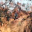 Image of Cinnamon-tailed Sparrow