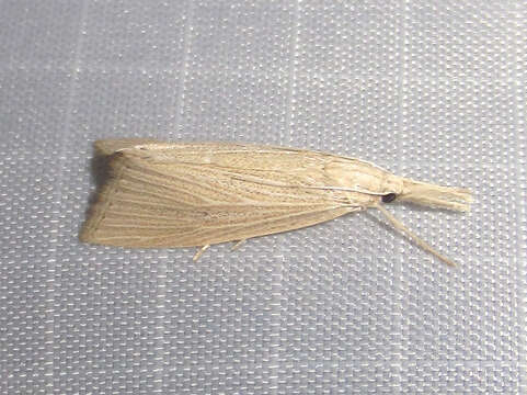 Image of Wainscot Grass-veneer