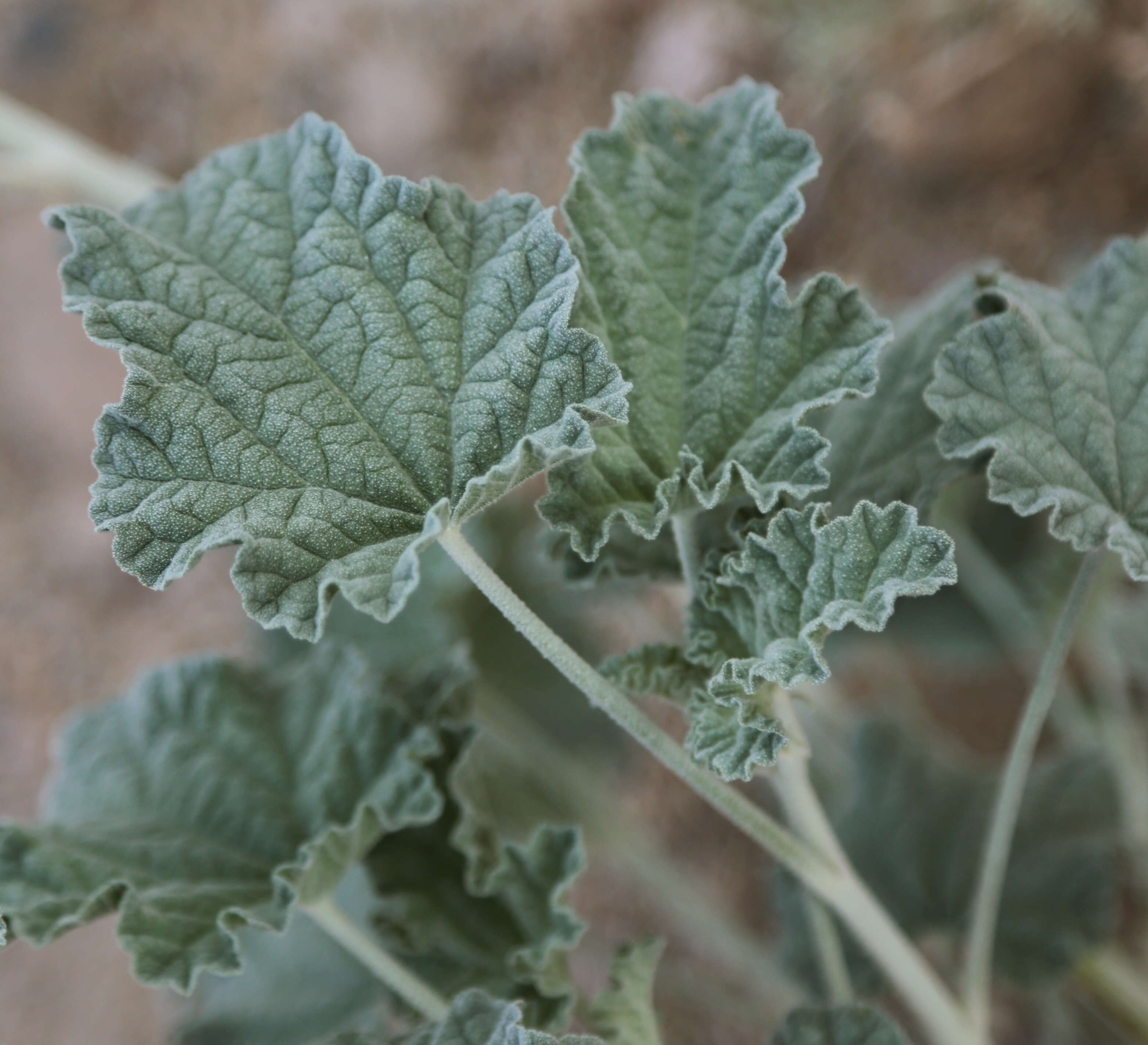 Image of desert globemallow