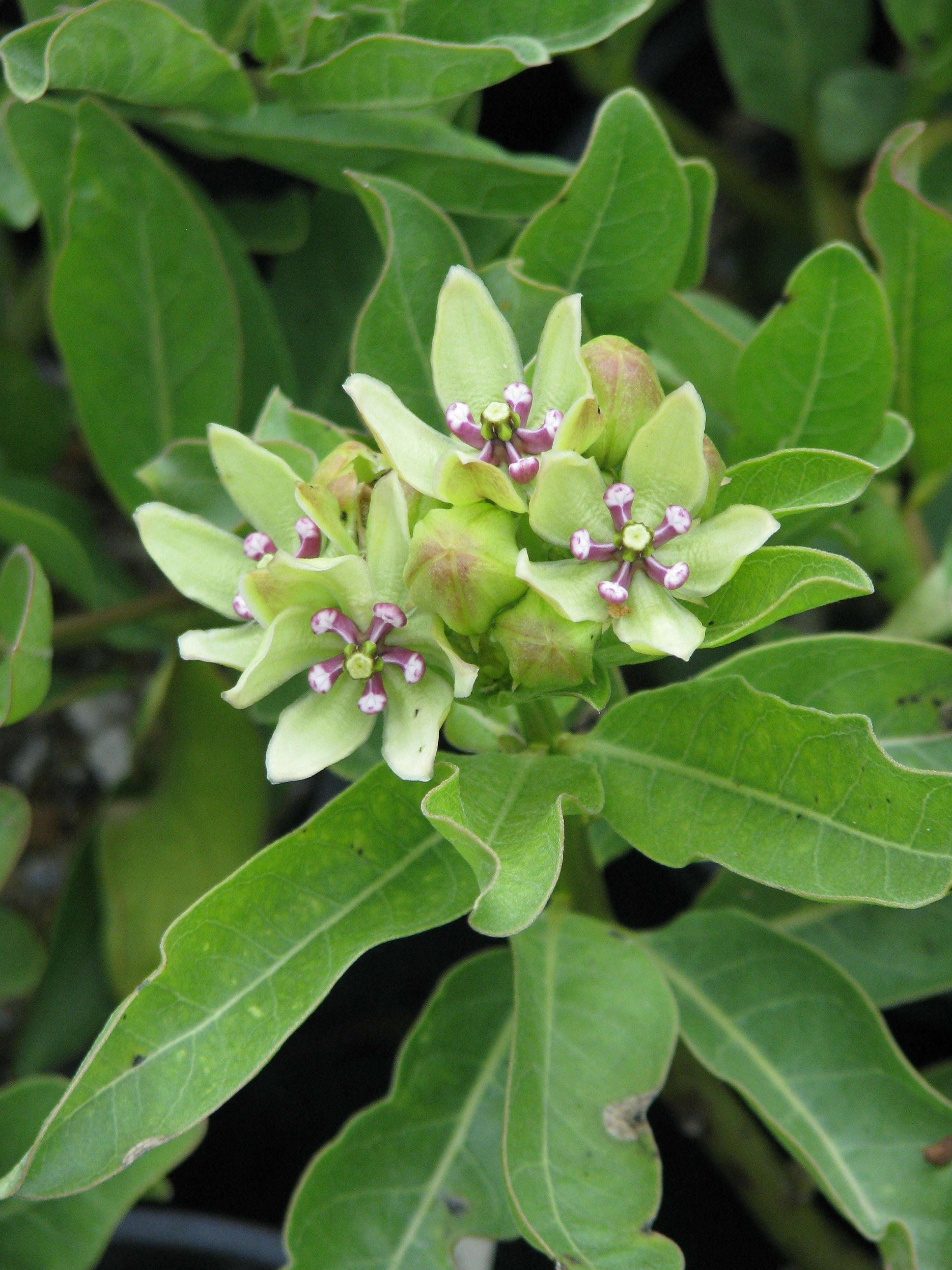 صورة Asclepias viridis Walt.