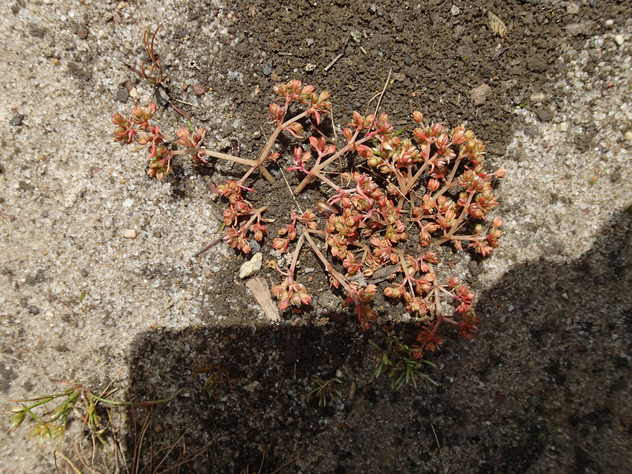 <i>Crassula <i>decumbens</i></i> var. decumbens resmi