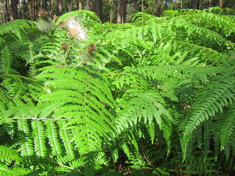 Image of Bracken