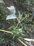 Image de Datura ferox L.