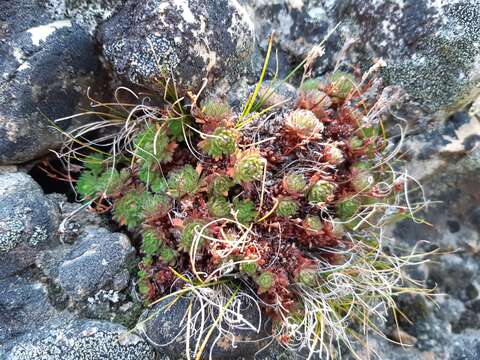 Image of Saxifraga magellanica Poir.